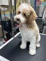 Buddy ( Orange), a male Poodle - Miniature  for sale in Smithville, TN – 3 of 10