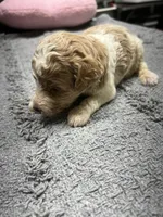 #3, a male Poodle - Miniature  for sale in Smithville, TN – 4 of 5