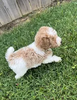 Luke, a male Poodle - Miniature  for sale in Smithville, TN – 7 of 10