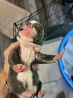 Blue, a male Frenchton for sale in Smithville, TN – 2 of 5
