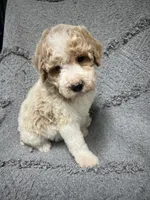 Buddy ( Orange), a male Poodle - Miniature  for sale in Smithville, TN – 6 of 9