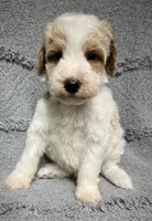 Bandit ( Blue), a male Poodle - Miniature  for sale in Smithville, TN – 2 of 10