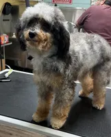 Nova, a female Poodle - Toy  and Toy Australian Shepherd for sale in Smithville, TN – 2 of 7