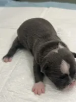 Blue, a male Frenchton for sale in Smithville, TN – 4 of 5