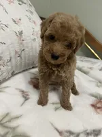 Tinker Bell, a female Poodle - Miniature  for sale in Smithville, TN – 9 of 10