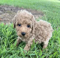 Tinker Bell, a female Poodle - Miniature  for sale in Smithville, TN – 4 of 10