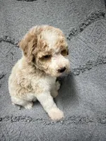 Buddy ( Orange), a male Poodle - Miniature  for sale in Smithville, TN – 8 of 9