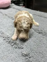 #3, a male Poodle - Miniature  for sale in Smithville, TN – 2 of 5