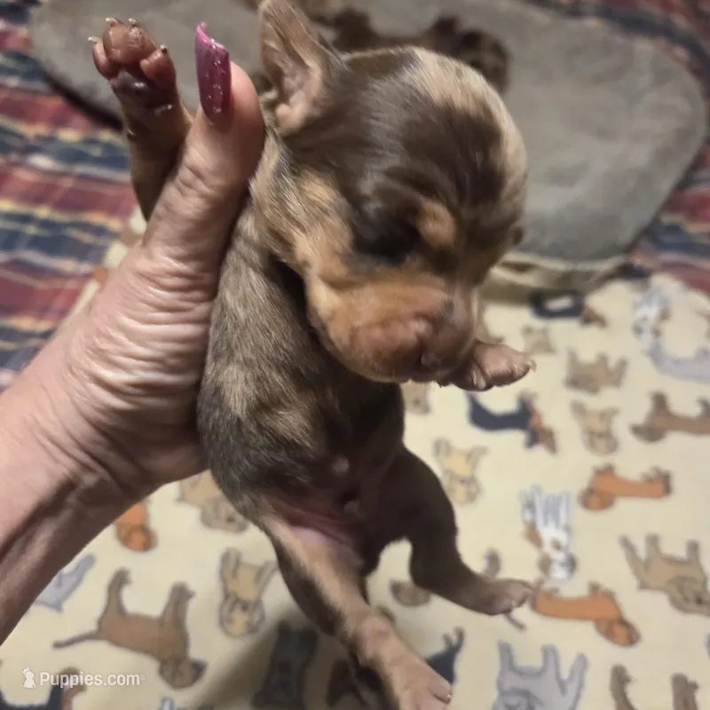 BRADLEY Dapple #1 – Miniature Dachshund puppy for sale in Sacramento, CA