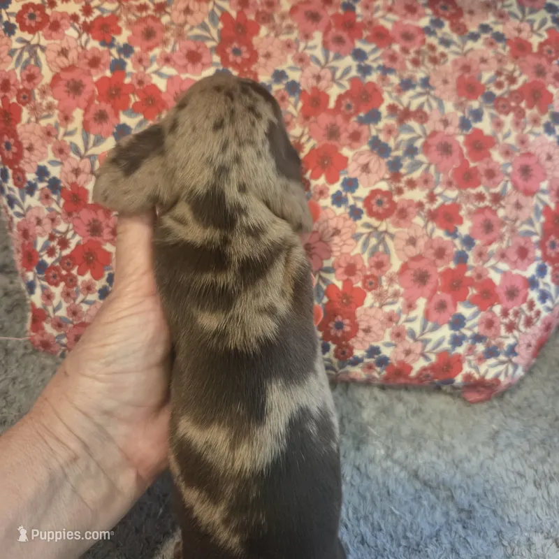 BRADLEY Dapple #1 – Miniature Dachshund puppy for sale in Sacramento, CA