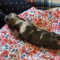 MARY DAPPLE - shorthair, a female Miniature Dachshund for sale in Sacramento, CA – 1 of 10