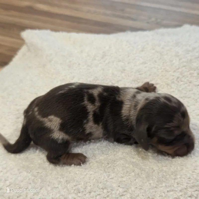 DAPPLE GIRL shorthair – Miniature Dachshund puppy for sale in Sacramento, CA