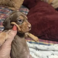HERSHEY, a male Miniature Dachshund for sale in Sacramento, CA – 4 of 9