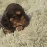  BLUE Dapple Longhair Female, a female Miniature Dachshund for sale in Sacramento, CA – 10 of 10