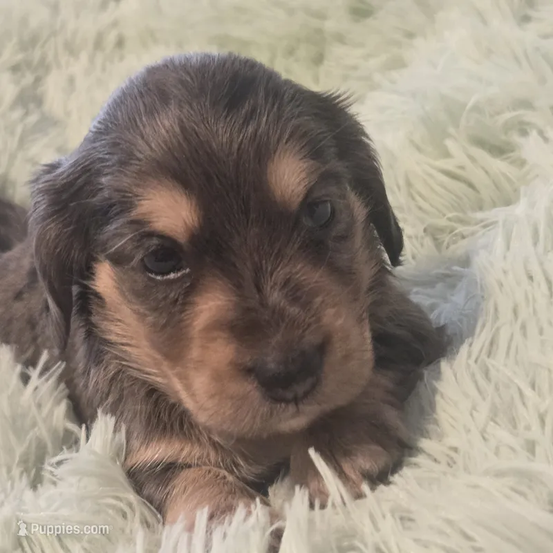  BLUE Dapple Longhair Female – Miniature Dachshund puppy for sale in Sacramento, CA