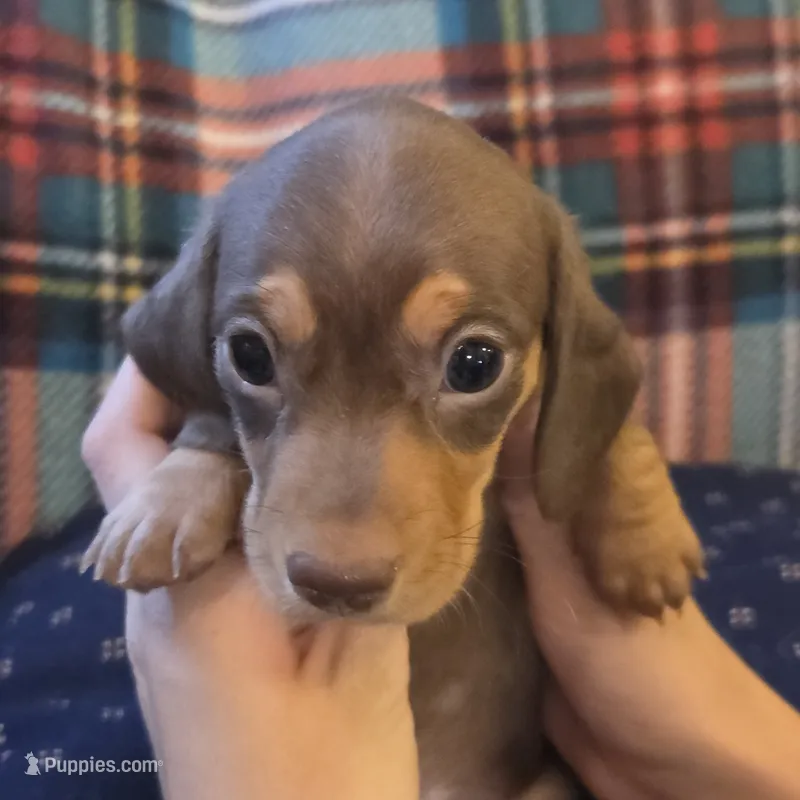 HERSHEY – Miniature Dachshund puppy for sale in Sacramento, CA