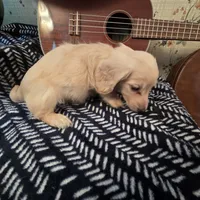Ready Now - Cream longhair , a male Miniature Dachshund for sale in Sacramento, CA – 10 of 10
