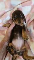 SADIE MAY, a female Miniature Dachshund for sale in Sacramento, CA – Photo 5 of 6