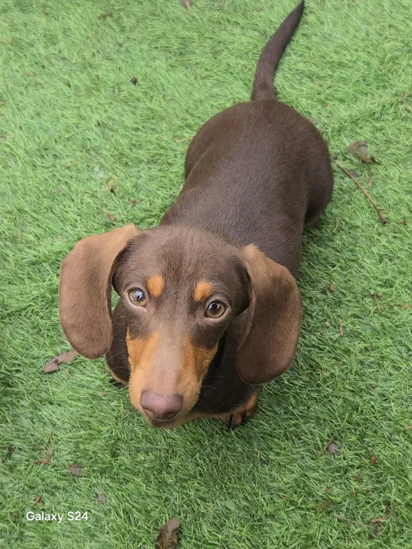 Selling AKC stud  - 9 pounds