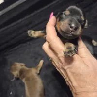 Black & Cream Longhair boy, a male Miniature Dachshund for sale in Sacramento, CA – 3 of 3