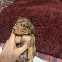 HERSHEY, a male Miniature Dachshund for sale in Sacramento, CA – 3 of 9