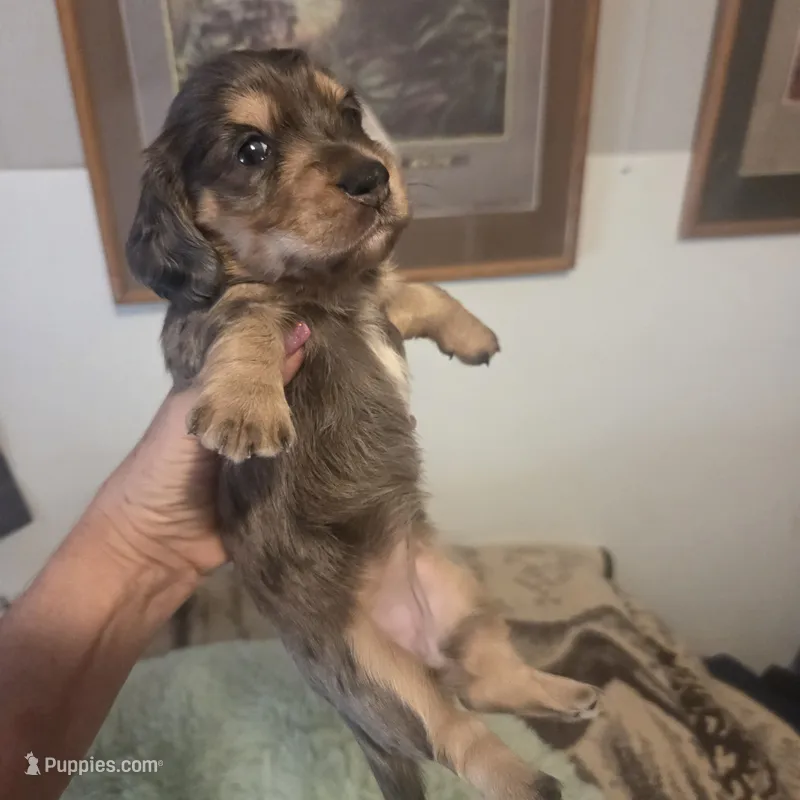  BLUE Dapple Longhair Female – Miniature Dachshund puppy for sale in Sacramento, CA