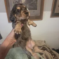  BLUE Dapple Longhair Female, a female Miniature Dachshund for sale in Sacramento, CA – 1 of 10