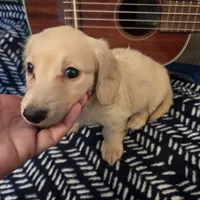 Ready Now - Cream longhair , a male Miniature Dachshund for sale in Sacramento, CA – 6 of 10
