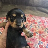 LEXY - Longhair Girl, a female Miniature Dachshund for sale in Sacramento, CA – 2 of 10