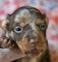 MARY DAPPLE - shorthair, a female Miniature Dachshund for sale in Sacramento, CA – 8 of 10