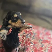 ERNIE- Black & Cream Longhair, a male Miniature Dachshund for sale in Sacramento, CA – 6 of 10