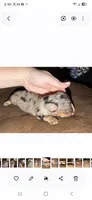 Dottie Dapple Longhair, a female Miniature Dachshund for sale in Sacramento, CA – 2 of 3