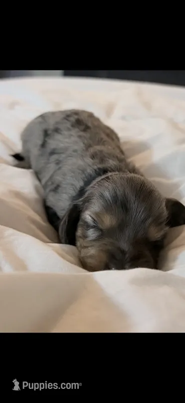  TINY Dapple Longhair – Miniature Dachshund puppy for sale in Sacramento, CA