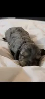  TINY Dapple Longhair, a female Miniature Dachshund for sale in Sacramento, CA – 1 of 3