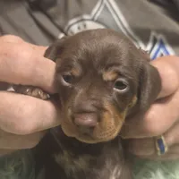Georgie Girl - shorthair, a female Miniature Dachshund for sale in Sacramento, CA – 7 of 8