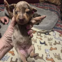 Braxton Dapple #2, a male Miniature Dachshund for sale in Sacramento, CA – 4 of 8