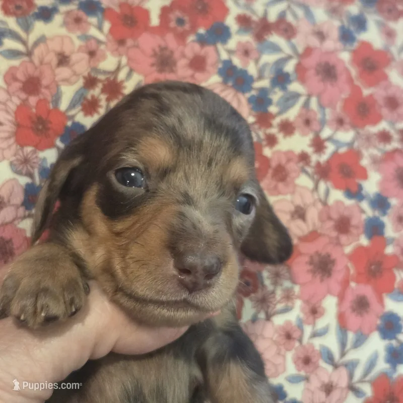 BERT Dapple #3 – Miniature Dachshund puppy for sale in Sacramento, CA