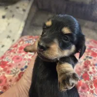 LEXY - Longhair Girl, a female Miniature Dachshund for sale in Sacramento, CA – 3 of 10