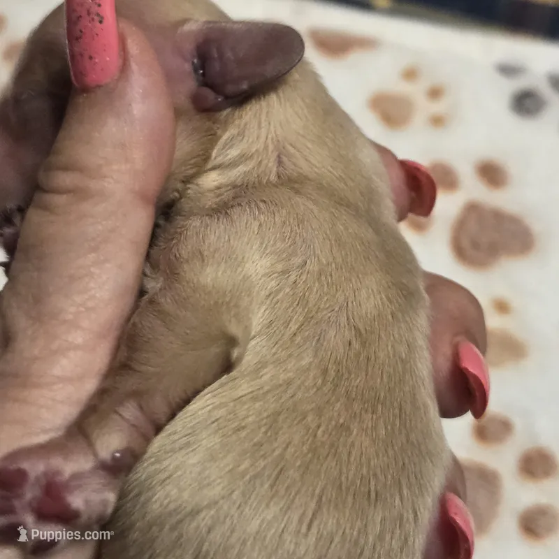 CHLOE  – Miniature Dachshund puppy for sale in Sacramento, CA