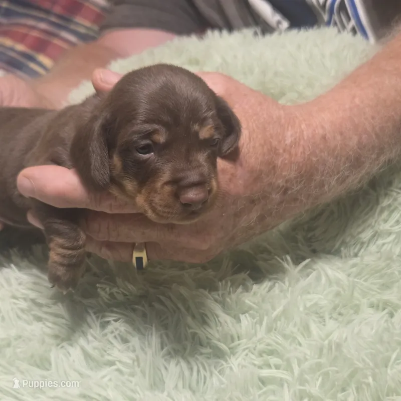 Georgie Girl - shorthair – Miniature Dachshund puppy for sale in Sacramento, CA
