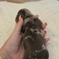 TULIP shorthair, a female Miniature Dachshund for sale in Sacramento, CA – 10 of 10