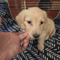 Ready Now - Cream longhair , a male Miniature Dachshund for sale in Sacramento, CA – 4 of 10