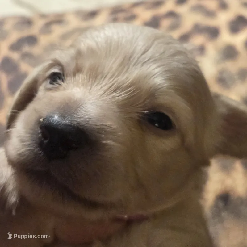 George - English Cream longhair  – Miniature Dachshund puppy for sale in Sacramento, CA