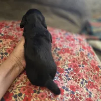 ERNIE- Black & Cream Longhair, a male Miniature Dachshund for sale in Sacramento, CA – 9 of 10