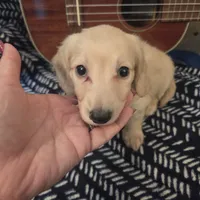 Ready Now - Cream longhair , a male Miniature Dachshund for sale in Sacramento, CA – 2 of 10