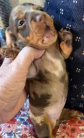 MARY DAPPLE - shorthair, a female Miniature Dachshund for sale in Sacramento, CA – 6 of 10