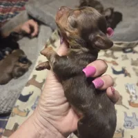 BERT Dapple #3, a male Miniature Dachshund for sale in Sacramento, CA – 5 of 8