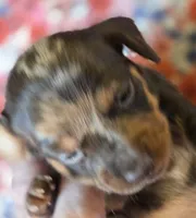 MARY DAPPLE - shorthair, a female Miniature Dachshund for sale in Sacramento, CA – 10 of 10