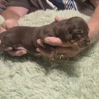 Georgie Girl - shorthair, a female Miniature Dachshund for sale in Sacramento, CA – 4 of 8