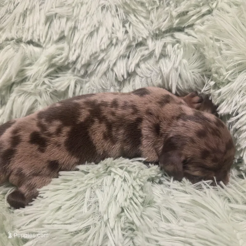 SADIE - flashy shorthair  – Miniature Dachshund puppy for sale in Sacramento, CA